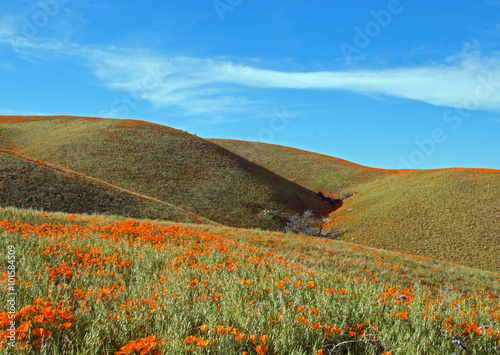 California Golden Poppies during spring in the southern California's high desert between Lancaster, Palmdale, and Quartz Hill