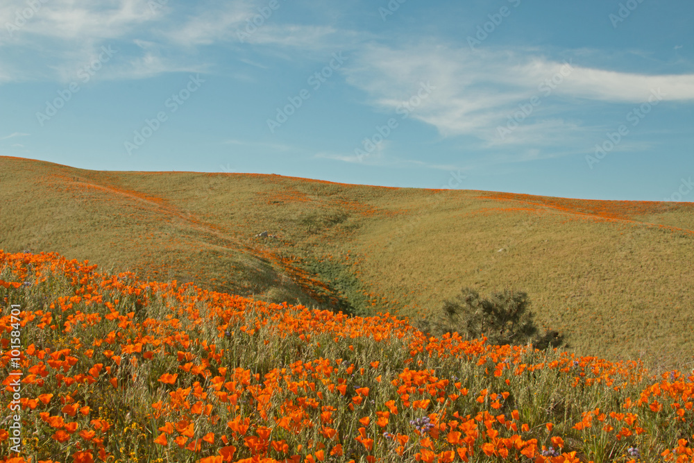 California Golden Poppies during spring in the southern California's high desert between Lancaster, Palmdale, and Quartz Hill California Golden Poppies during spring in the southern California's high desert between Lancaster, Palmdale, and Quartz Hill