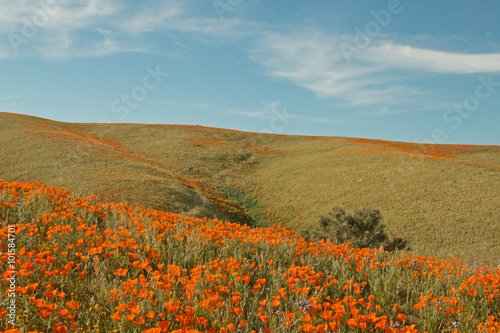 Fototapeta Naklejka Na Ścianę i Meble -  California Golden Poppies during spring in the southern California's high desert between Lancaster, Palmdale, and Quartz Hill