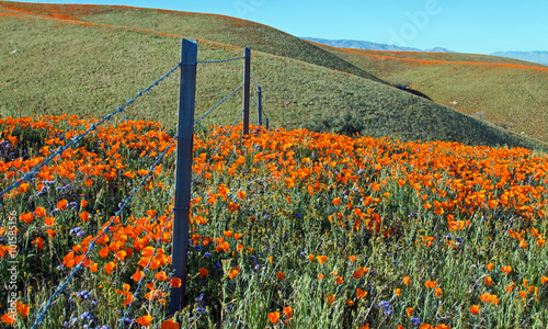 Fototapeta Naklejka Na Ścianę i Meble -  California Golden Poppies during spring in the southern California's high desert between Lancaster, Palmdale, and Quartz Hill