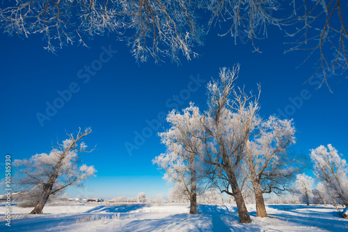 Snowy forest with different trees against the sky