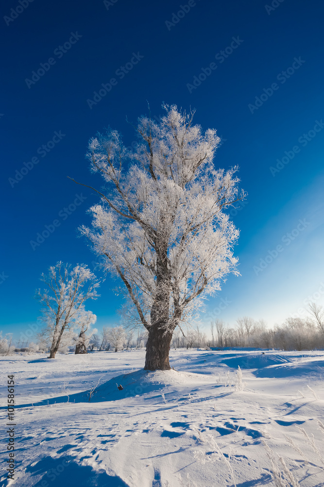 Tree in the snow in the foreground against a background of snowy forest and sky Tree in the snow in the foreground against a background of snowy forest and sky