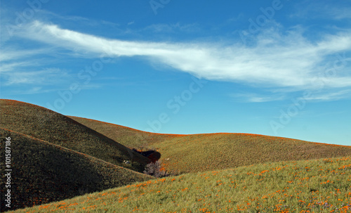Fototapeta Naklejka Na Ścianę i Meble -  California Golden Poppies during spring in the southern California's high desert between Lancaster, Palmdale, and Quartz Hill