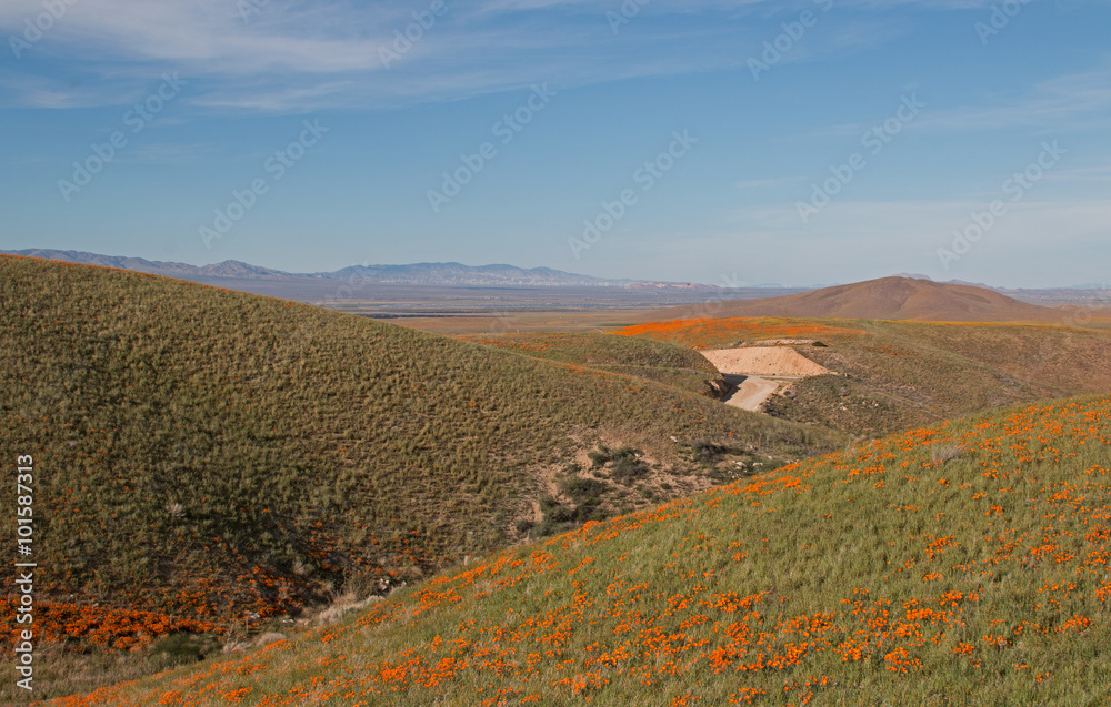 Obraz premium California Golden Poppies during spring in the southern California's high desert between Lancaster, Palmdale, and Quartz Hill