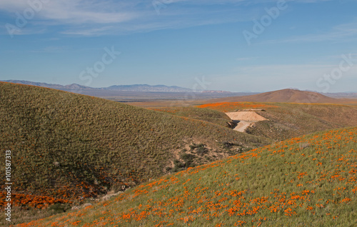 Fototapeta Naklejka Na Ścianę i Meble -  California Golden Poppies during spring in the southern California's high desert between Lancaster, Palmdale, and Quartz Hill