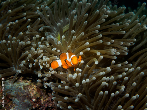 Clown fish while looking at you while diving in philippines