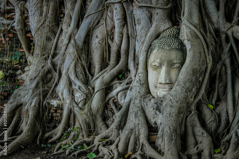 Head Buddha in  Tree, Wat Mahathat, Ayutthaya, Thailand