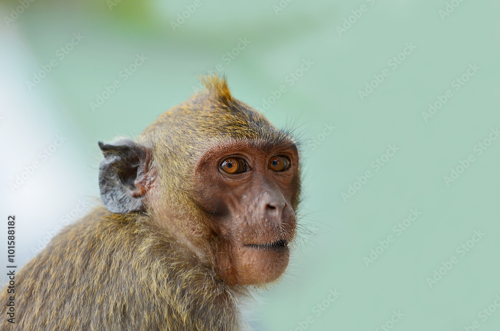 One monkey sitting on an abstract background. One monkey sitting on an abstract background.