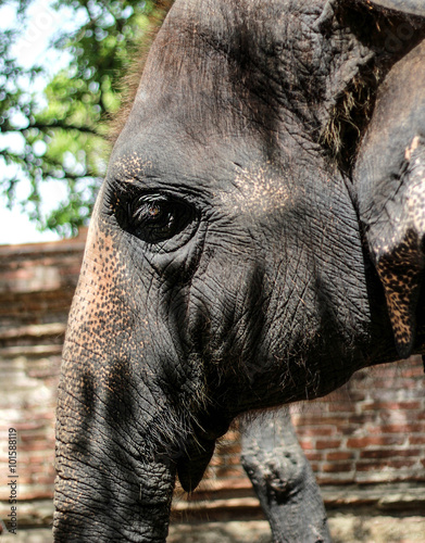Elephant Close up