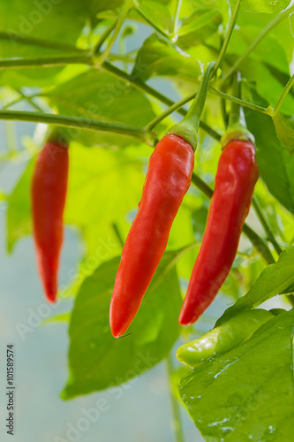 Fresh chili