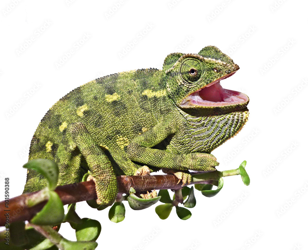 Obraz premium Chameleon on branch