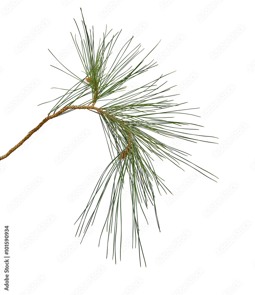 Obraz premium Pine branch isolated on white background