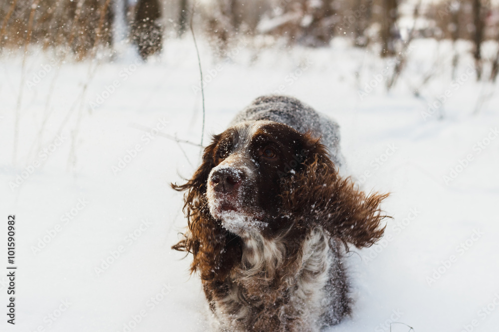 Dog cocker spaniel runs by the snow