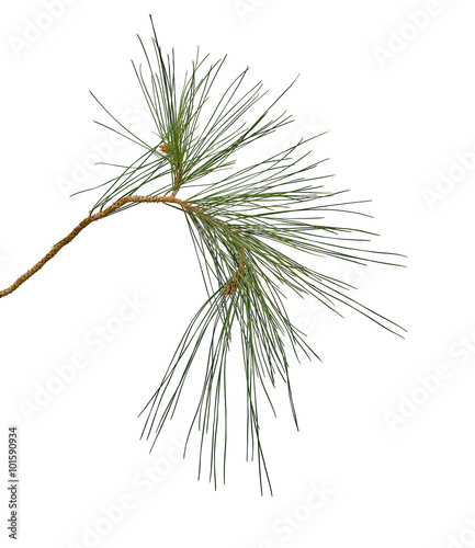 Pine branch isolated on white background