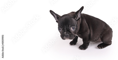 Tiere, französische Bulldogge, weiß, schwarz Deko Kissen 40x40cm