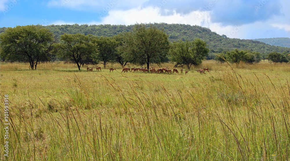 Herd of springboks on a meadow in high grass South Africa