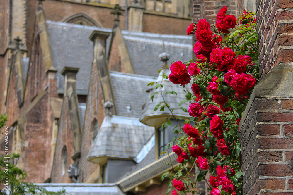 Φωτογραφία Twine red roses on the facade of old church in Haarlem, the Neth