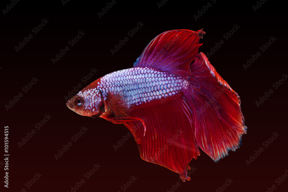 Red siamese fighting fish on a black background. Red siamese fighting fish on a black background.