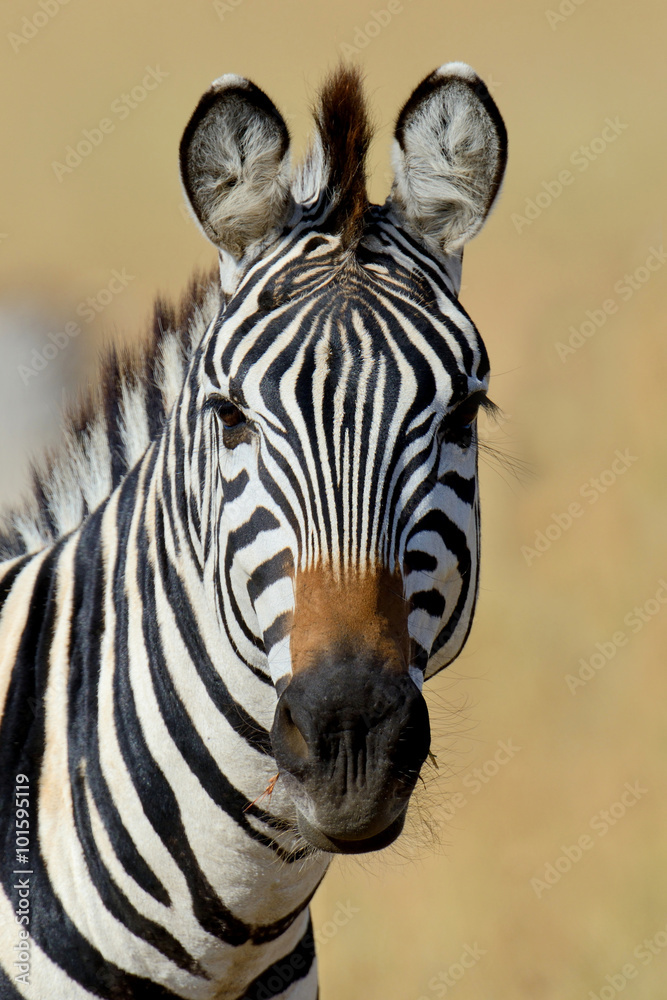 Naklejka premium Zebra on grassland in Africa