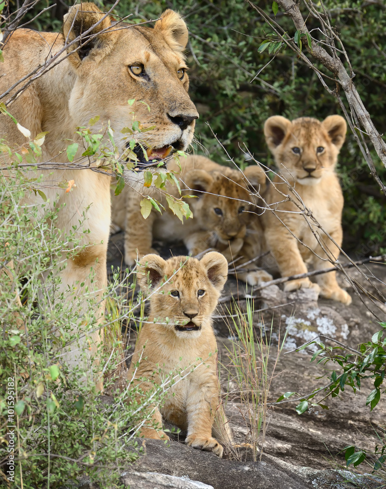 Fototapeta premium Lion in National park of Kenya, Africa