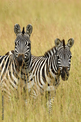 Zebra on grassland in Africa