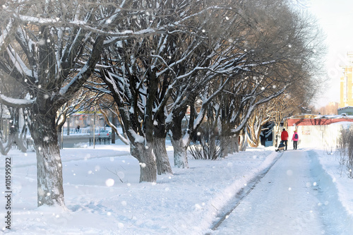 Photography street tree wood pedestrian winter