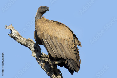 White backed vulture sitting in dead tree with blue sky © Alta Oosthuizen