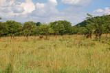 Three kudus on a meadow in high grass. Beautiful shy gazelles hiding in a bush