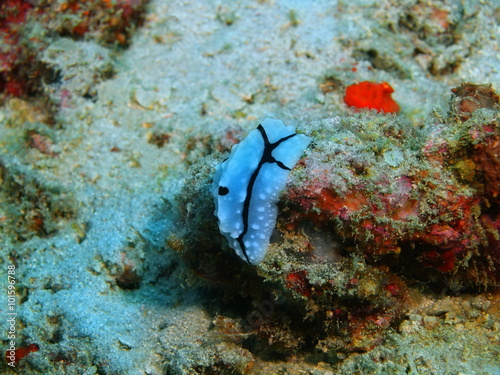 True sea slug  Island Bali