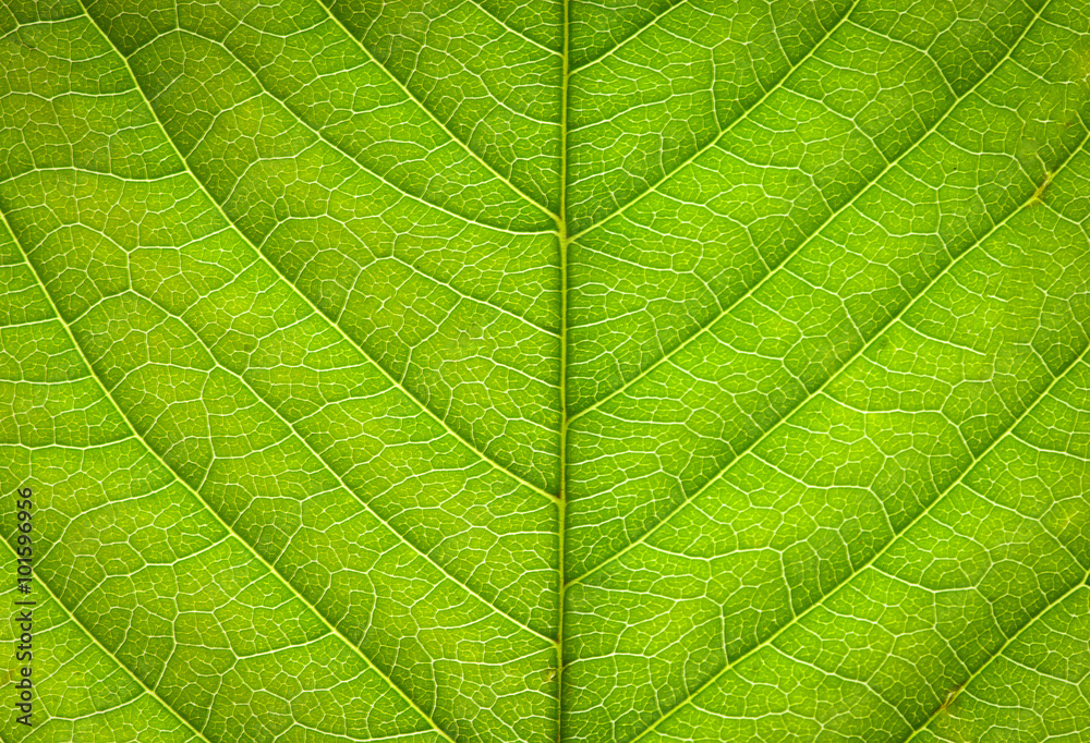  leaf texture - obrazy, fototapety, plakaty 