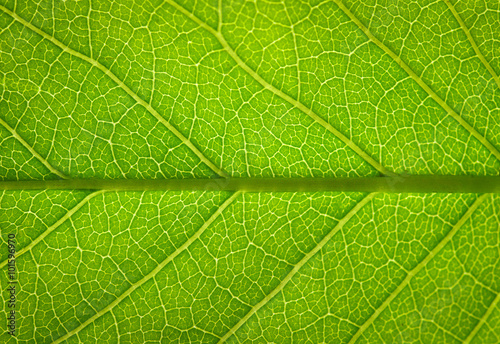  leaf texture