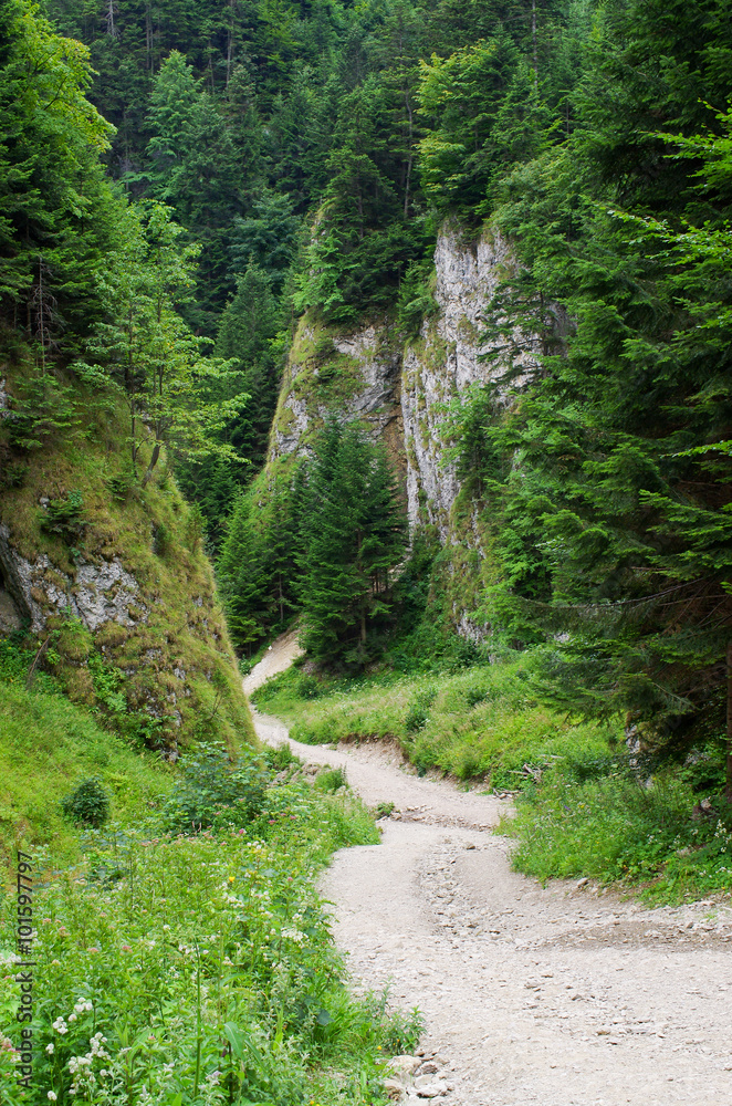 Path in Homole Gorge, Pieniny Mountains, Poland Path in Homole Gorge, Pieniny Mountains, Poland