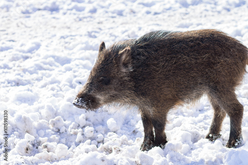 Pig wild boar looking for food in snow © skumer