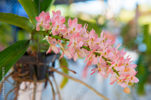 Beautiful orchids flower tree. photo