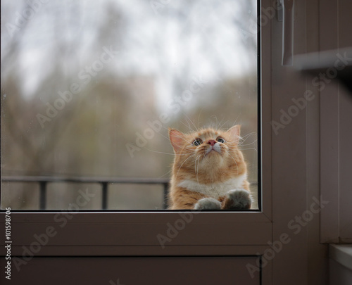 portrait of cat with sad eyes behind the glass door
