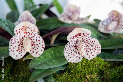 Beautiful orchids flower tree. photo