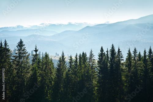 Mountain landscape with trees photo
