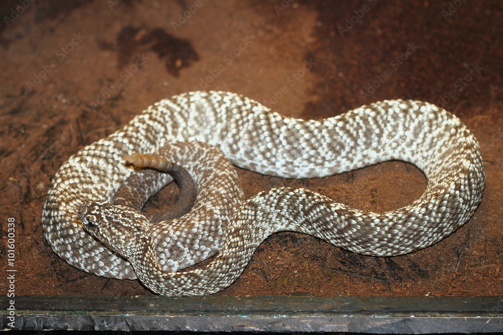 crotalus vegrandis crotalus vegrandis