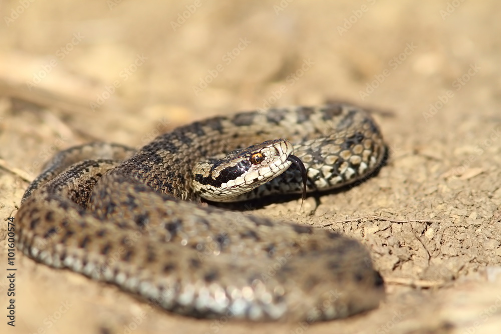male meadow viper in defensive position male meadow viper in defensive position