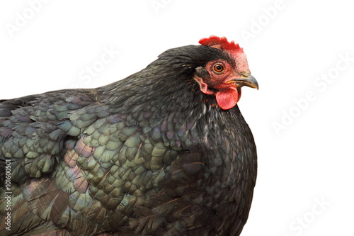 isolated black hen closeup