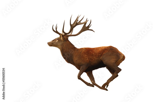 isolated red deer running