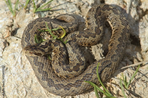 male meadow adder in natural habitat