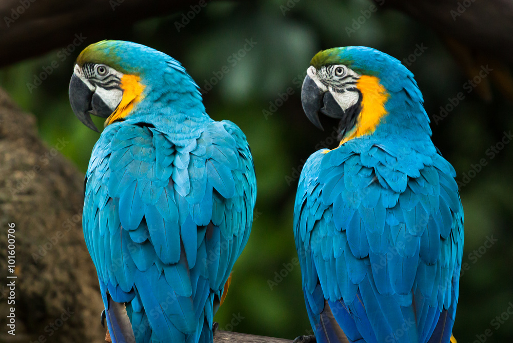 two colorful ara parrots sitting on branch and looking on the same side in singapore jurong bird park two colorful ara parrots sitting on branch and looking on the same side in singapore jurong bird park