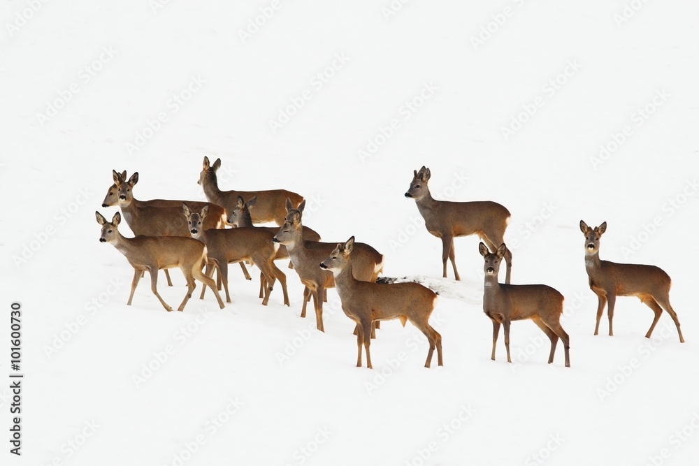 Fotografie roe deers in a winter day