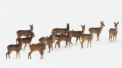 Fotobehang Ree Reeën in besneeuwd winterlandschap  © taviphoto