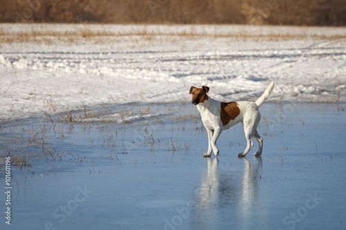 Fototapeta Naklejka Na Ścianę i Meble -  Smooth Fox Terrier is walking on thin ice .. Training a hunting