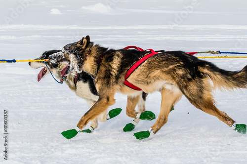 Iditarod sled dogs photo