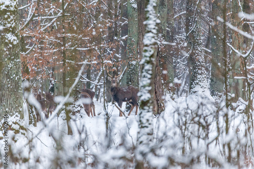 Wild deer in the Klevan national reserve forest. Ukraine. This herd is guarded by local foresters from wolves and hunters.