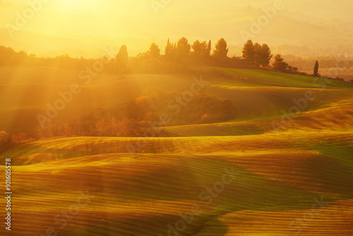 Beautiful golden sunrise in Tuscany, Italy with vineyard. Natural idillyc seasonal autumn background