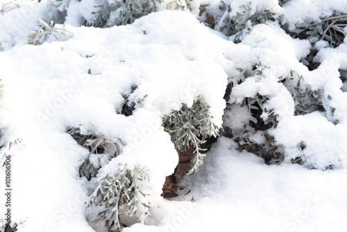 Dry branch covered with fluffy snow, winter background, bush covered with snow, the impact of the snowstorm, winter landscape